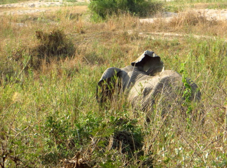 Baby elephant in the Okavango Delta Panhandle