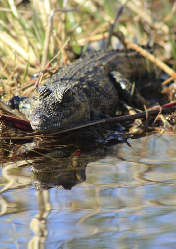 delta-croc-rachellang