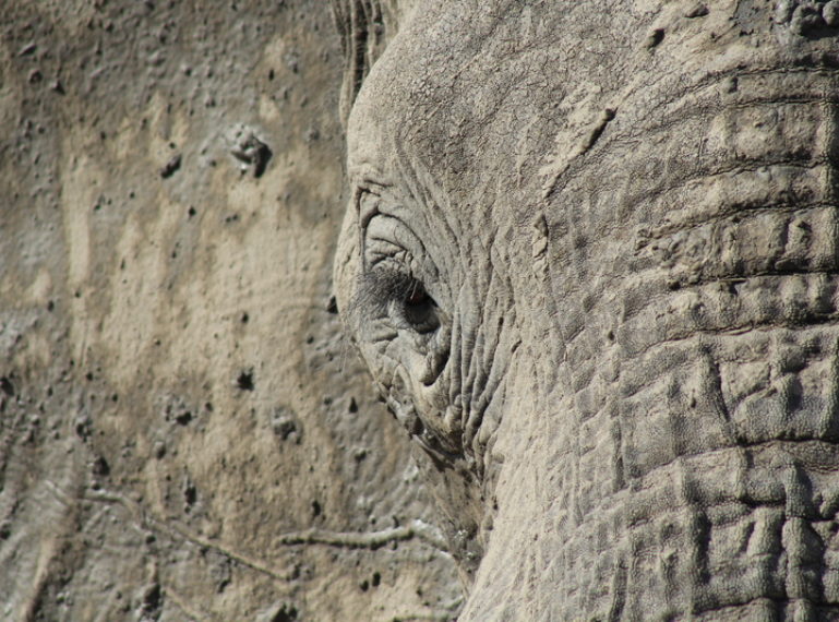 Elephants having a whale of a time in the Okavango