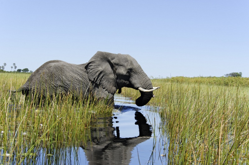 Ngwesi elephant-crossing