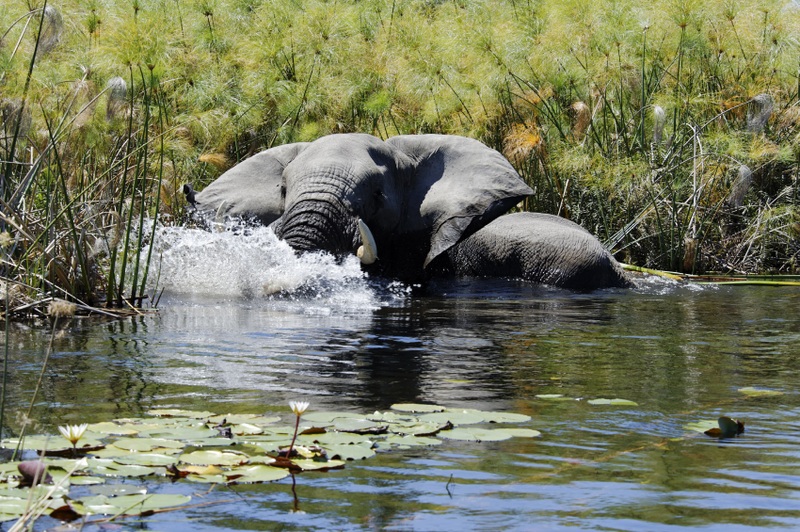 Ngwesi elephant-water