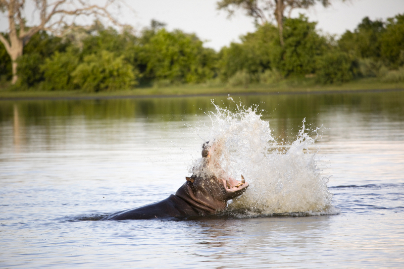 Ngwesi hippo-delta