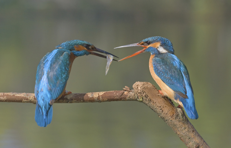 Ngwesi malachite-kingfisher