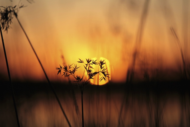 Ngwesi okavango-sunset