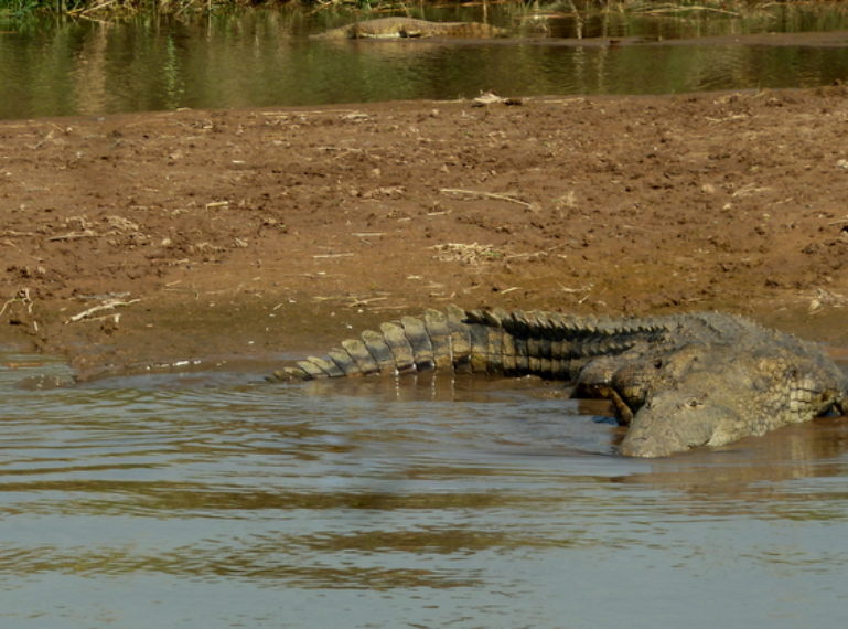 Giant crocodiles of the Delta Panhandle