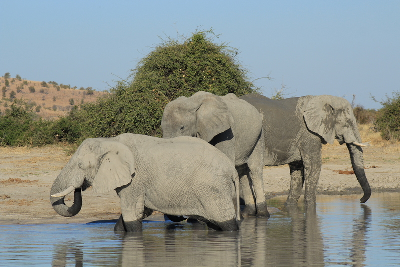 elephants-rachellang