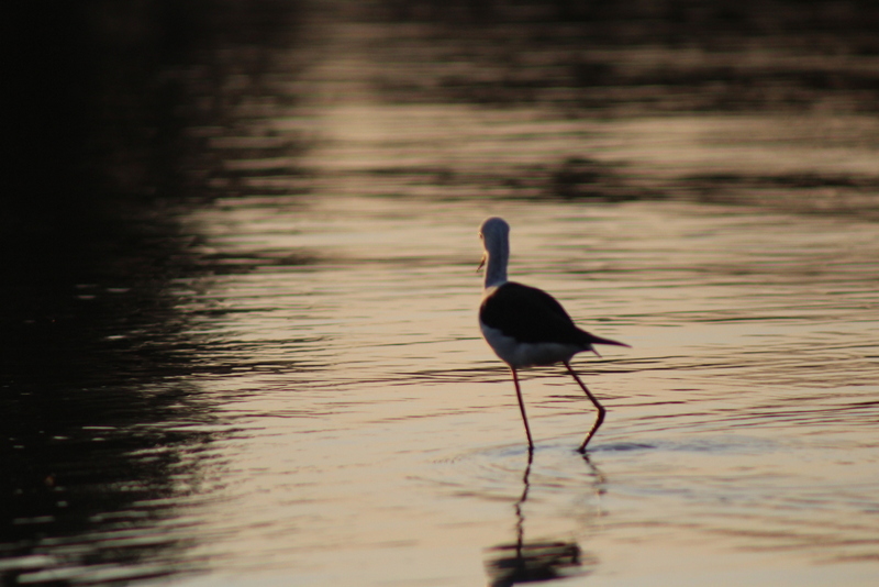 blackstilt-delta-rachellang