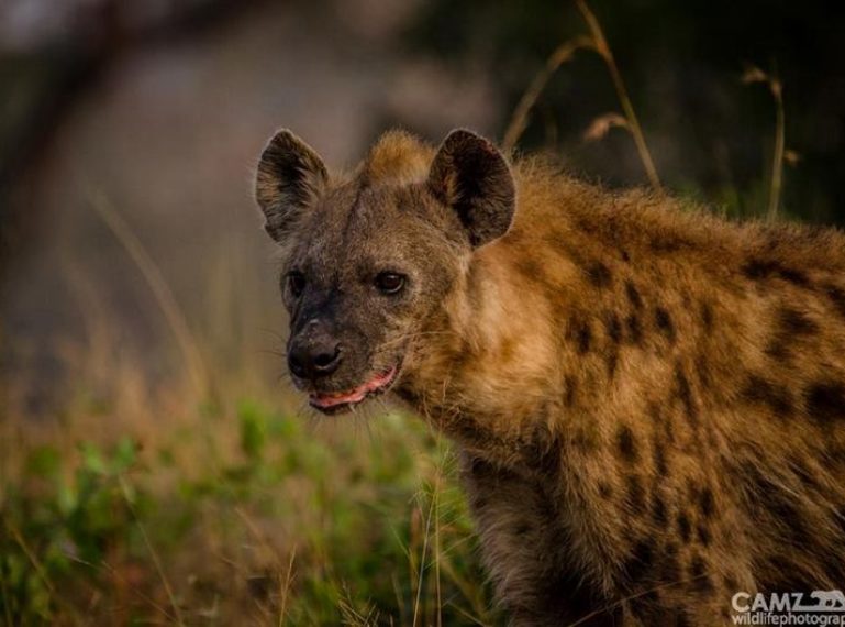 The Week in Pictures: A lion kill, a leopard cub, and… another pangolin