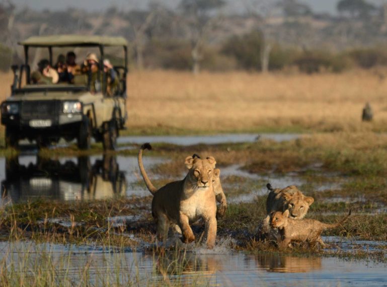 The Week in Pictures – Lions of Savuti, a dwarf mongoose and The Treehouse