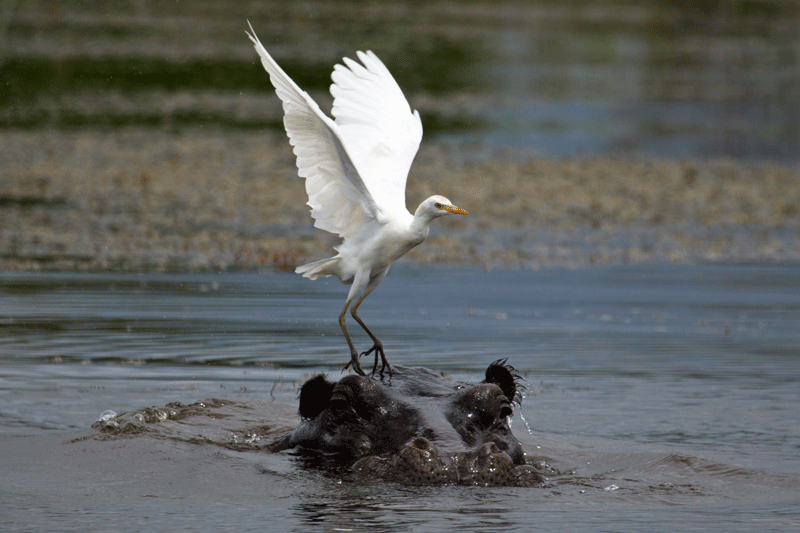 egret-rorybruins-moremi
