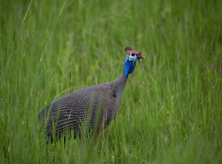 Birds of the Okavango Panhandle