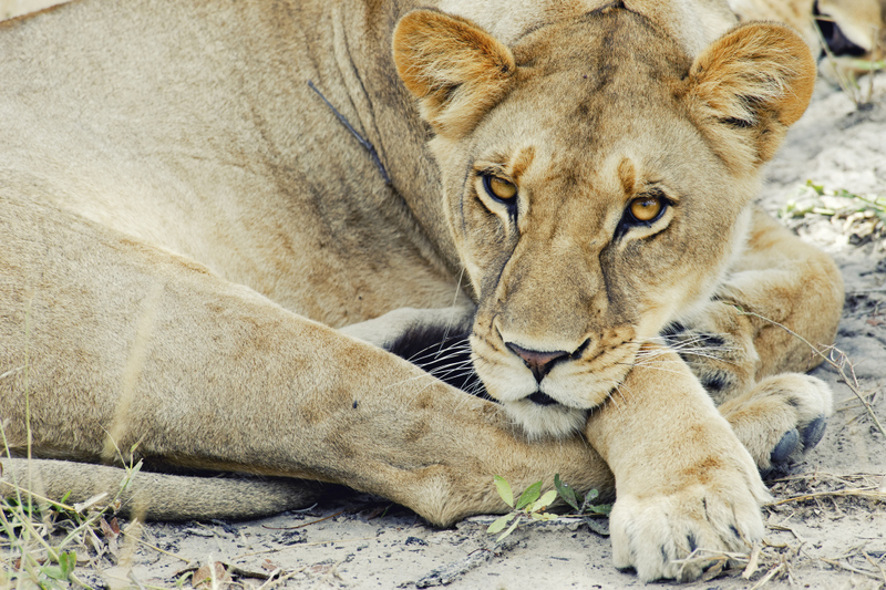 lioness-camp-linaynti