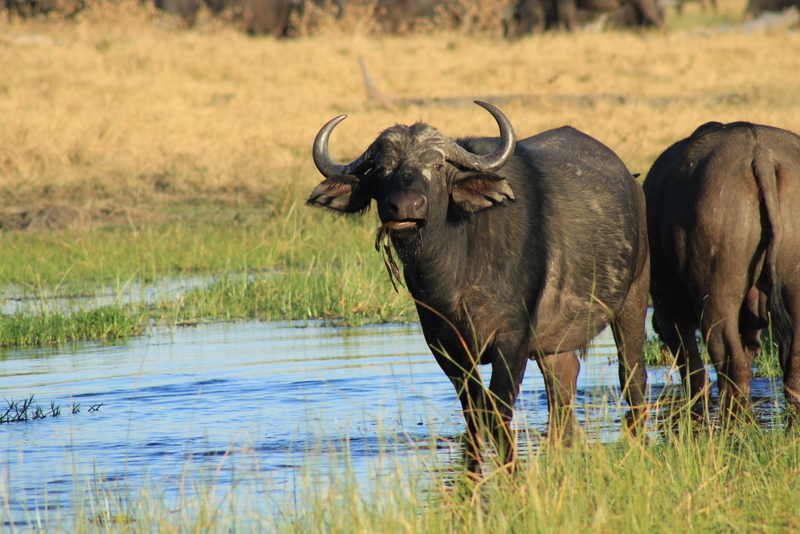 buffalo-savute-rachellang