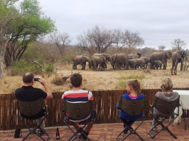 The waterhole in front of nDzuti Safari Camp in the Klaserie sees a variety of visitors, from its nighttime regulars – jackal, civet and hyena – to the influx of diurnal animals, like impalas and baboons. Grey go-away birds, owls, mongooses, and plenty of others are seen in front of the lodge almost daily and there […]