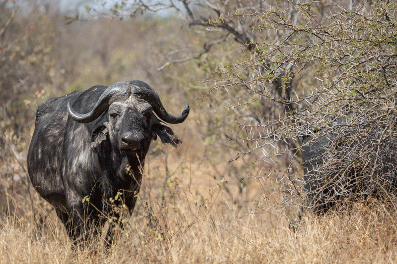 A buffalo looks on warily at guests on nDzuti's game viewer. Image by Em Gatland.