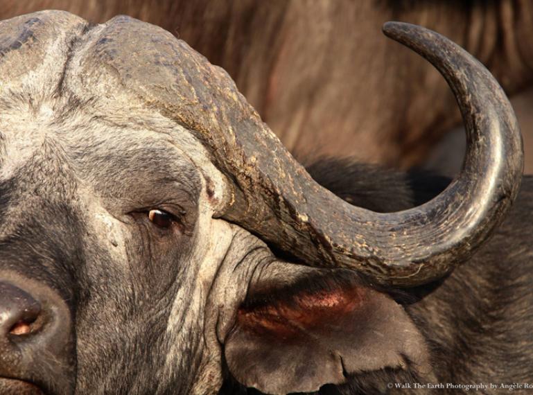 The Week in Pictures: Ultimate images from Kruger and Botswana