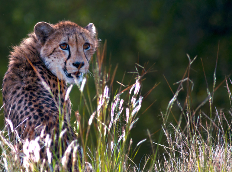 Week in Pictures: All the cats, the dogs, and rhinos in perfect light