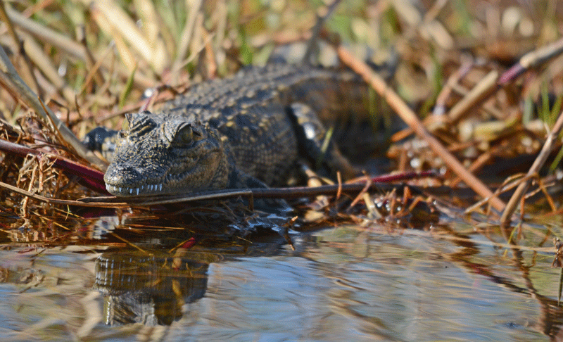 crocodile okavango delta