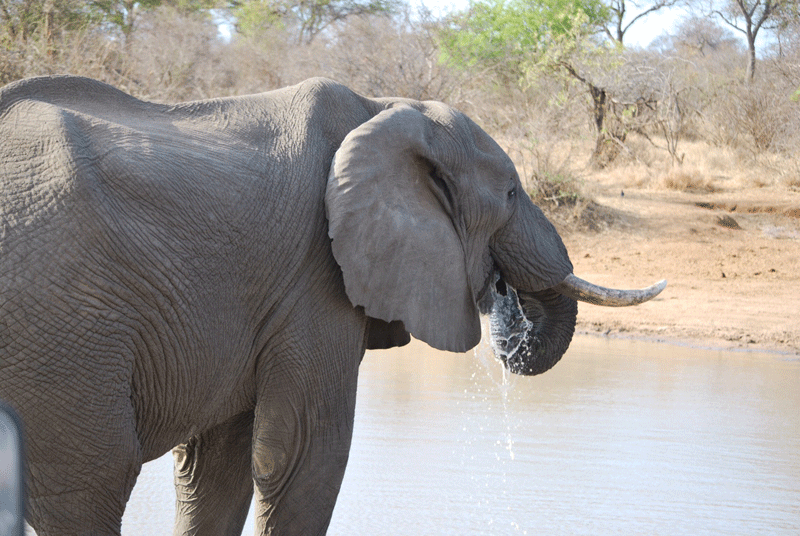 Elephant claiming the dam for a drink after chasing the lionesses off their ground.