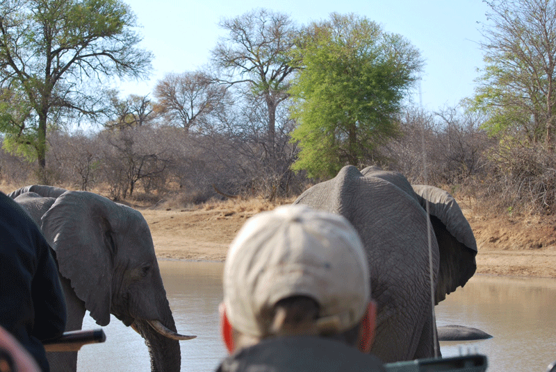 Watching the elephants from the game viewing vehicle.