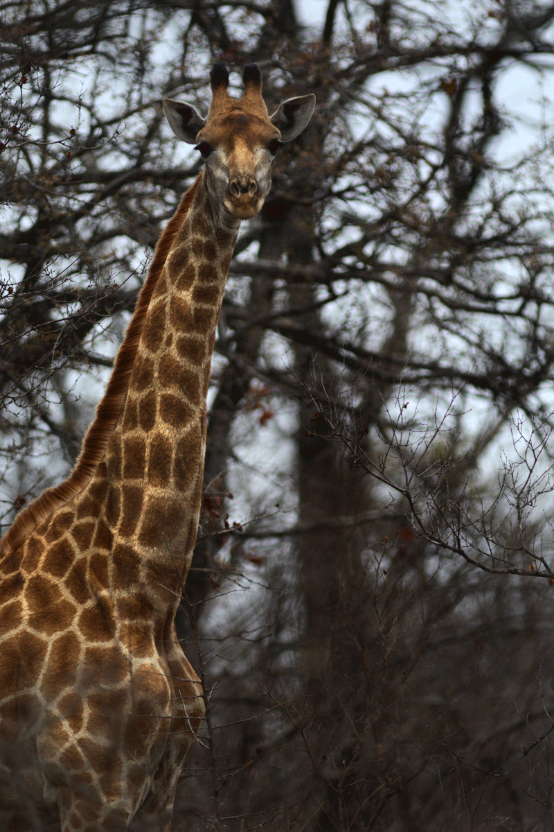 A giraffe peers curiously through the foliage in the Marakapula Reserve.