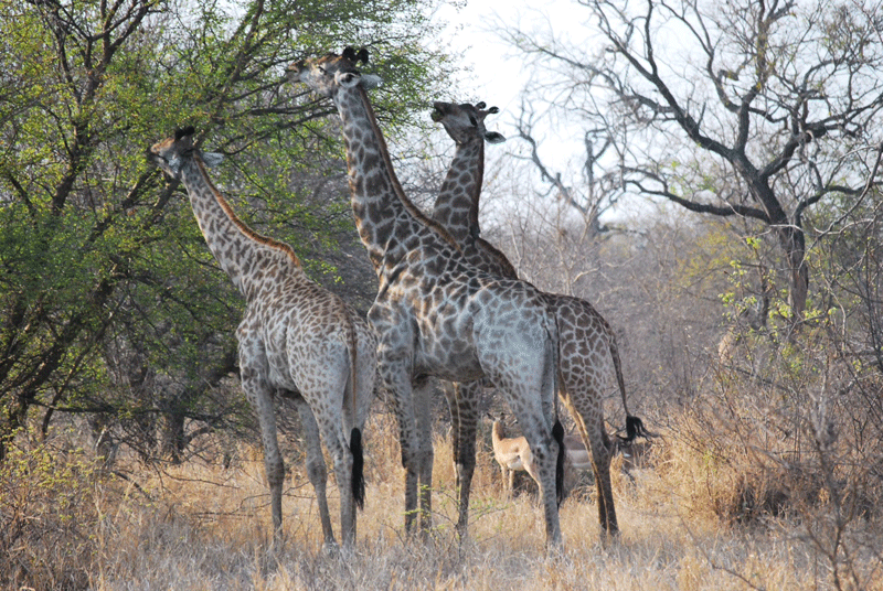 giraffes-nthambo-mikeclarke