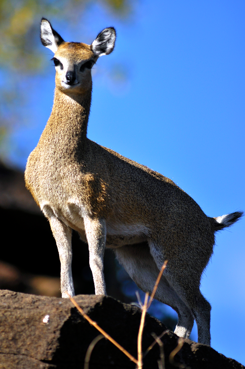 Klipspringer, Kruger National Park.
