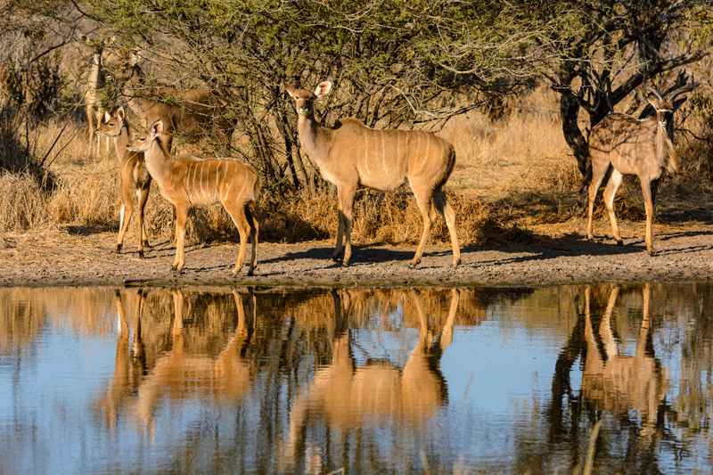 A clan of kudus gathers at the Haina Kalahari Lodge waterhole, their reflections filling the surface of the water. (c) Em Gatland