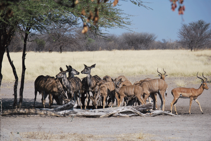 Kudu at the Haina waterhole.