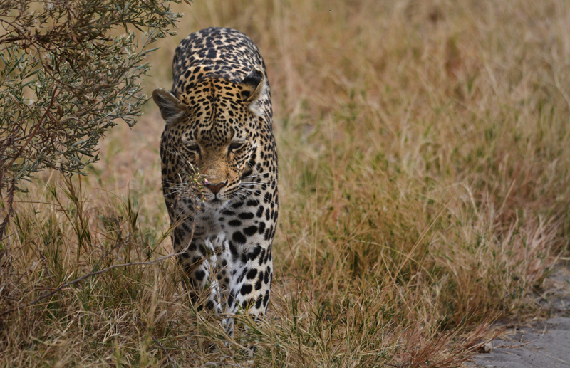 leopard-campsavuti