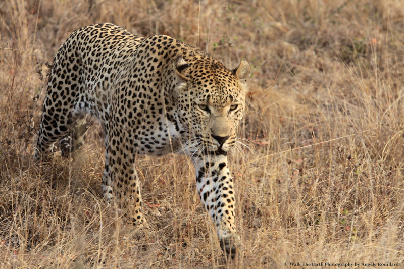leopard-umkumbe-angelerouillard