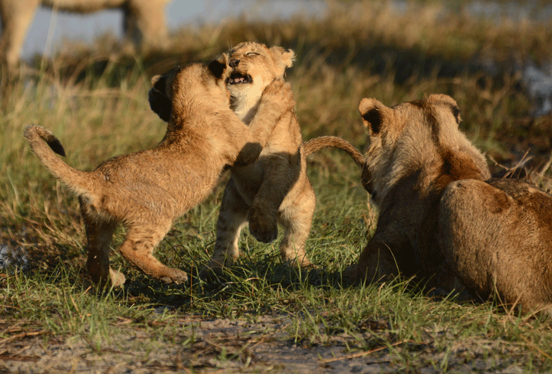 Lion cubs in the Savuti