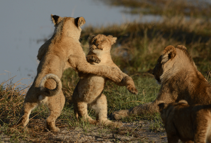 Lion cubs in the Savuti