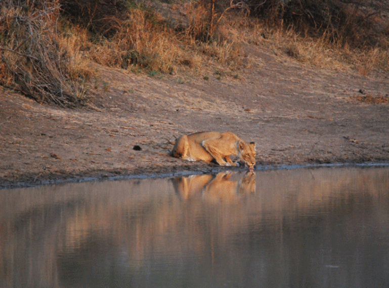Guest blog: lion cubs in the Klaserie!