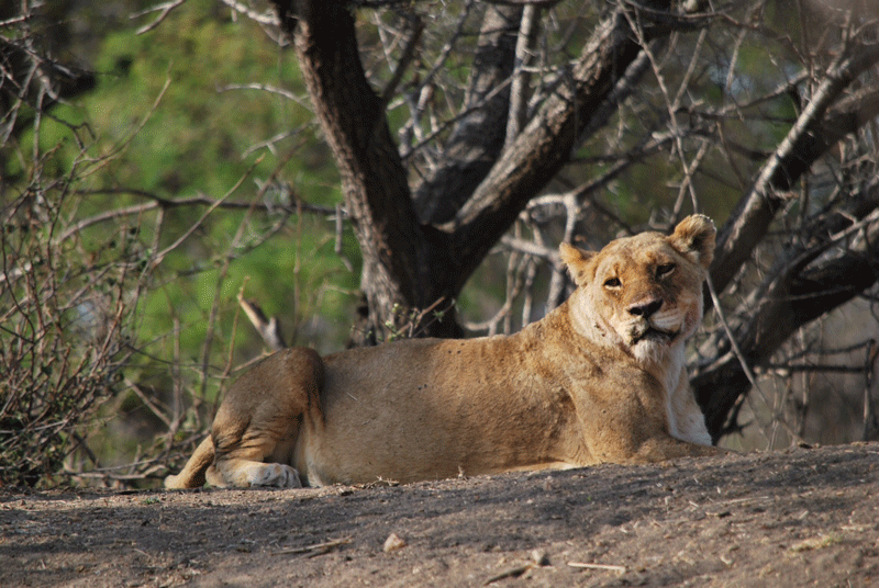Ross Pride lioness relaxing on the dam wall.