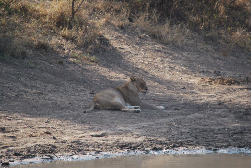 Ross Pride lioness enjoying the peace at the dam before the elephant arrived.