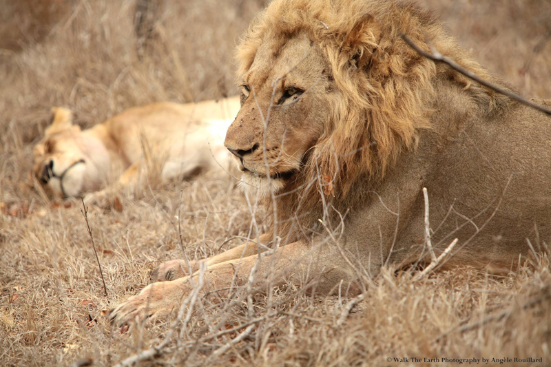 lions-umkumbe-angelerouillard