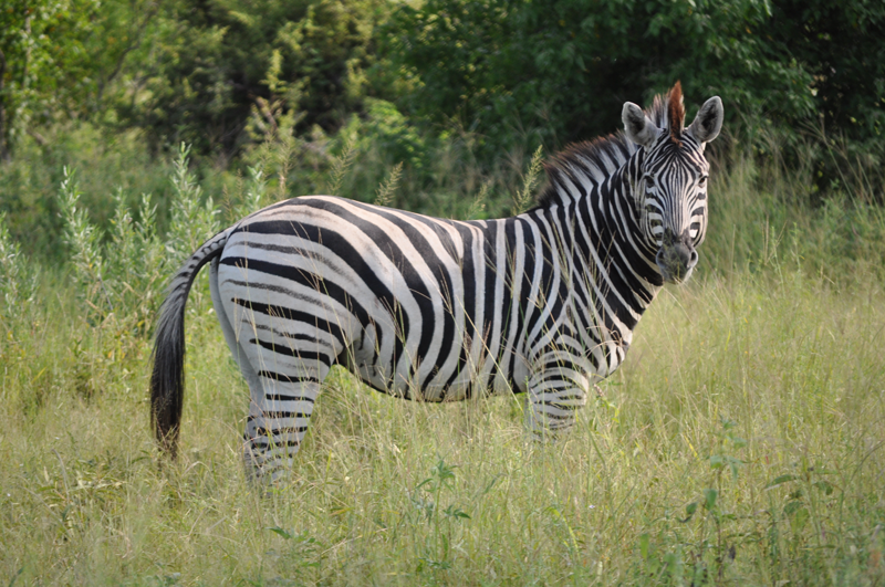 mapula-zebra