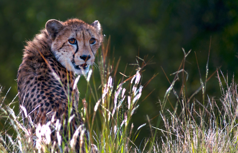 marakapula-kruger-cheetah