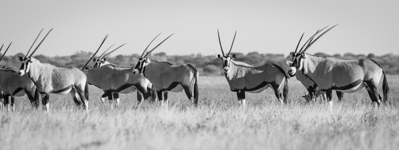 The iconic oryx - a striking image of the Kalahari desert. (c) Em Gatland