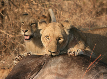     Recently there was great excitement emerging from the dry landscape of the Klaserie Private Nature Reserve near Africa on Foot and nThambo Tree Camp. Excitement that only lions could evoke. nThambo guests were on drive with guide, Matt Roberts, and Africa on Foot guests with guide, Francois Pienaar, traversing the familiar area and keeping […]