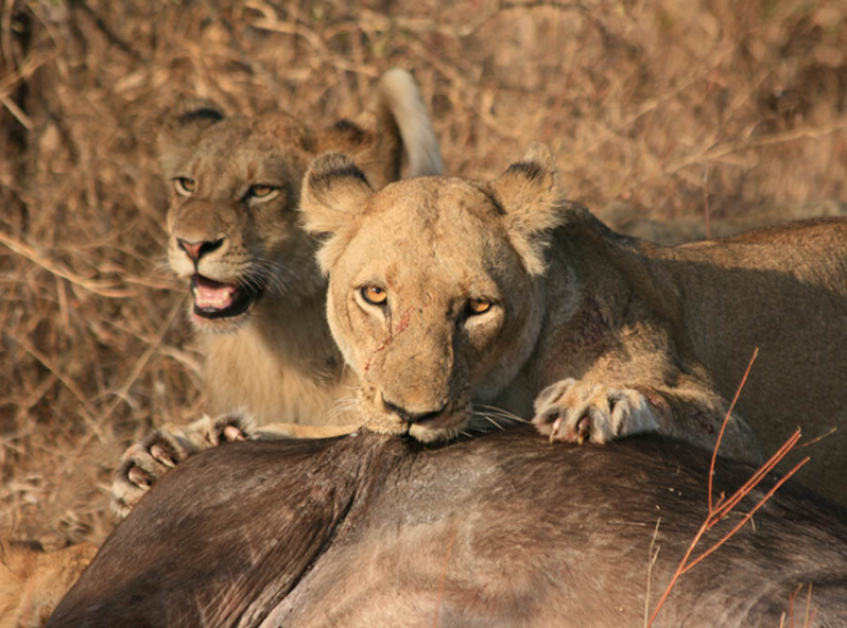Photoblog: When the Klaserie lions took down a buffalo