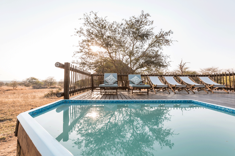 nThambo Tree Camp's splash pool, surrounded by the inviting sun loungers and looking out onto the unfenced Klaserie Reserve. Image by Em Gatland.