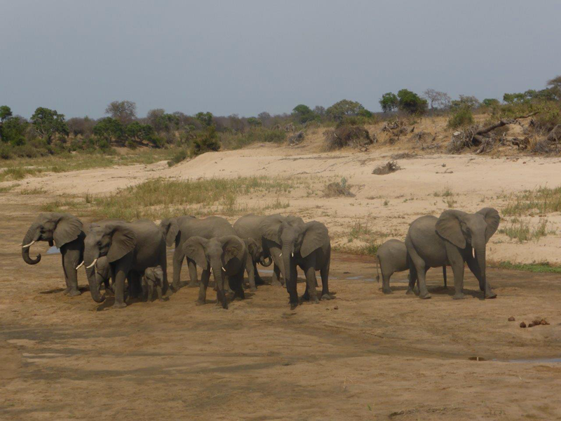 riverbed-elephants-ndzuti-judy