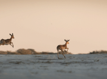 We’ve selected our camps in Botswana because of their pristine locations and excellent game activity. The Savuti is famous for its lions and elephants; the Linyanti is an undiscovered paradise, brimming with water-loving game; the Kalahari has a deserted beauty unmatched anywhere in the world; while the secluded north-western region of the Okavango Delta is a haven […]