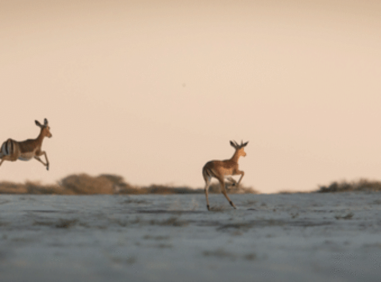 The Week in Pictures: lion cubs and the Linyanti sunset