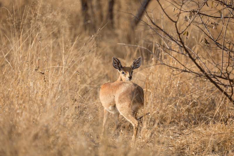 A steenbok, one of the smallest antelopes in South Africa, glances back us on game drive. Image by Em Gatland.