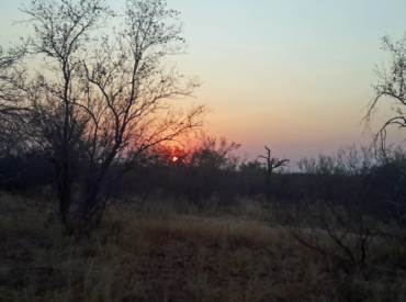   Just a short drive in a straight line from the Phalaborwa gate of the Kruger National Park lies the Marakapula Reserve. A Big 5 community-owned game reserve characterised by giant boulder hills, wild fig trees, and the Selati River, which courses through the property in its great, surging mass. On my first game drive […]