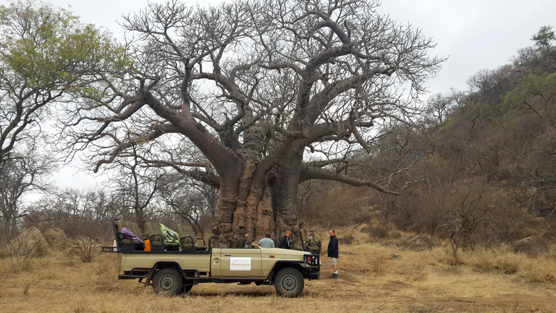 vehicle-baobab-chloe-marakapula