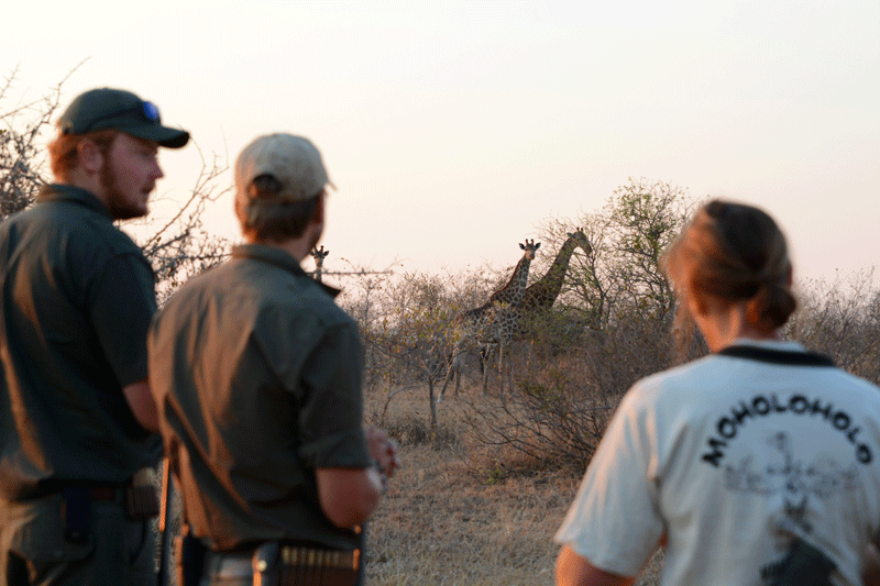 Guests enjoying watching giraffe from the ground. This is Africa!